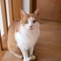 猫が『尻尾で前足を隠している』ときの理由3つ　考えられる心理や配慮すべ…