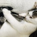 視界から消えても認識できる！？猫の驚くべき『認知能力』３選