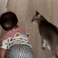 廊下をハイハイで進む赤ちゃん→近くにいた猫がとった『まさかの行動』…