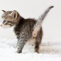 猫があなたの呼びかけに『しっぽで反応』する理由4つ　無視しているわ…