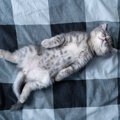 猫の寿命を延ばす『寝床』に必要な5つの条件　良質な睡眠をとるメリットも…