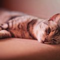 猫が『グルーミング』をしない4つの理由　急にしなくなるのはトラブル…