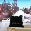 猫ちゃんをジェットコースターに乗せてみた！？