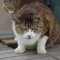 猫に威嚇されやすい人の特徴5つ