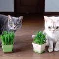 猫草から学ぶ褒め術