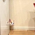 冷蔵庫と壁のすきまから、子ネコが顔を出したと思ったら…『まさかの動き』…