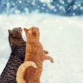 猫が二本足で立つのはどんな時？