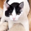 秋田犬のことが大好きなハチワレ猫→どうしても顔周りに行きたくて…微…