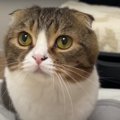 『寝るよ！』ベッドに集合する猫さんたち