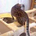 これは何だ？横倒しのキャットタワーに集まる猫ちゃんたち！