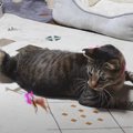 大興奮！ぐるぐる回る新しいおもちゃで遊ぶ猫ちゃん