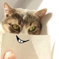猫から『バカにされている』と感じる瞬間5選　本当に思っているの？考えら…