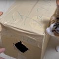 猫に『ちゅーるの空気砲』を発射してみたら…まさかの行動が可愛すぎる…