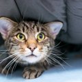 猫が『恐怖を感じるもの』4つ　飼い主ができる対策やケアとは