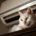 猫が『クーラー病』になっている時の症状・病気4つ　肺炎になる可能性も