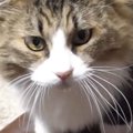 飼い主に甘えたい元ボス猫…あまりにも可愛い『熱烈アピール』が18万再…