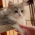 猫の前足をにぎにぎと触っていたら…次の瞬間→とんでもなく『尊い反応…