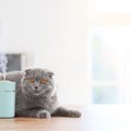 猫のいる家で『暖房のつけっぱなし』は大丈夫？注意すべき5つのトラブル