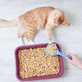 猫の『ウンチ』から健康チェックする方法5つ　病気の可能性や異変を感じた…