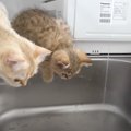『流れ落ちる水』を見た子猫が…ビビりながらも触ろうとする様子が可愛…