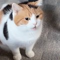 飼い主を起こそうとそばにやってきた三毛猫…控えめで可愛すぎる鳴き声が18…