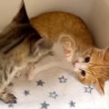仲間と出会った保護子猫→みんなで遊ばせようとしたら…ずっと見ていた…