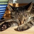 猫にしてはいけない『夏場の絶対NG行為』4つ　猛暑を安全に過ごすため…