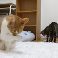 拗ねた猫ちゃんにご機嫌とりをした結果…