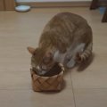 パパが小さな箱を持って登場！果たして猫ちゃんは入ってくれるのか！？