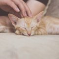 猫はメンタルが弱い？飼い主が配慮出来る５つの事