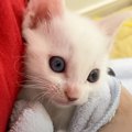 保護した赤ちゃん猫がおもちゃで遊んでいると思ったら…ママに見せた『…