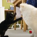 恐れを知らない…！？躊躇なく先輩犬にダイブする子猫ちゃんがわんぱく…