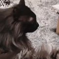 『足を伸ばして座っている猫』を見ていたら…突然すぎる『電池切れの瞬間』…
