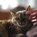 猫が突然『ゴロゴロ』言わなくなる4つのワケ