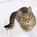 猫の平均寿命は？愛猫に『長生き』してもらう3つの方法