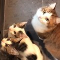 お見送りもお出迎えも任せてにゃ！猫ちゃん達が玄関に集うワケ