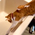 『お風呂のお湯』に興味津々なネコ→浴槽のフチからジャンプしたら、次の瞬…