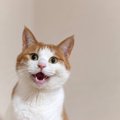 あなたの呼びかけに『猫がお返事しているサイン』4つ　ちゃんと自分が呼ば…