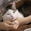 猫の9歳は人に例えると52歳！かかりやすい病気や食生活