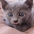 猫が飼い主の指を舐める心理5つ