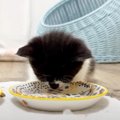 子猫がごはんを完食した次の瞬間…凄まじい破壊力『まさかの行動』が14…