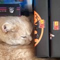 お土産が入っているダンボール箱の中を見たら、『猫』が…テトリスみた…