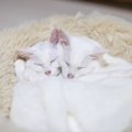 猫は『同居猫の死』を理解できているの？仲間を失うことで起こる3つの…