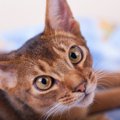 アビシニアンの目の色は何色？ゴールド・グリーンなど種類や子猫の変化も…