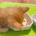 赤ちゃん猫がごはんを食べていると思ったら…思いがけない『まさかの事実』…