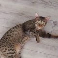 くつろいでいる猫に『行ってきます』と仕事に行くことを伝えたら…あまりに…