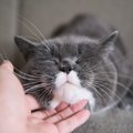 猫のチャームポイントのひげ・尻尾の役割ってなに？