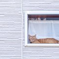 猫が『留守番できる時間』はどのぐらい？世代別の目安から安全を守るため…