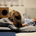泊まりにきた友人→布団に入ると、猫が近づいてきて…信じられないほどに『…