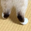 洋服タンスの扉を開けたら、『猫』がやってきて…まるで『泥棒』のような光…